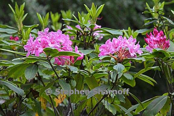 rhododendron macrophyllum 10 graphic